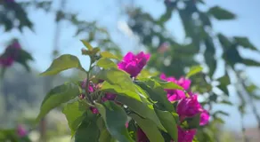 Himalayan home stay - Image 3