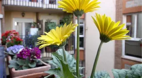 Apartamento Azahara - Image 3
