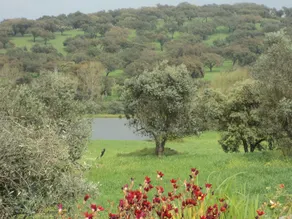 Ferme partagée près de Serra Monfuradoca - Image 4