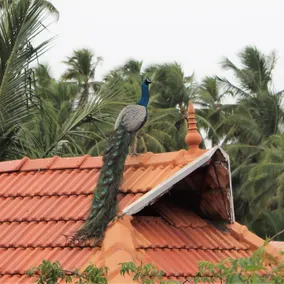 Indian Residency - Image 5