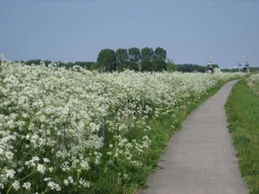de Twee Paardjes - Image 4