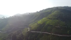 BLUE MOUNTAIN BEAUTY - Image 4