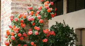 LE TRE ARTI B&B - Image 4