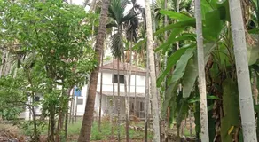 Arecapalm, Murud - Image 5
