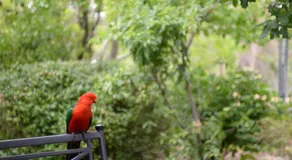 TILBAGE VINDER POET'S COTTAGE Blue Mountains Tranquility - Image 4