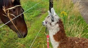 slapen bij alpacas - Image 5