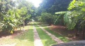 Flor de Jabuticabeira - Image 5