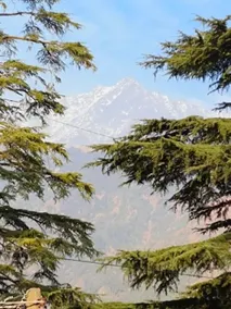 Chinar Residency Dharamshala Himachal Pradesh - Image 4