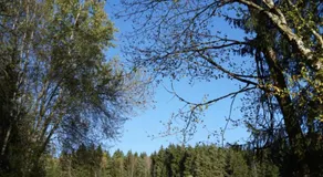 Baumzelt im Wald - Image 3