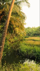 India Yoga Village - Image 5