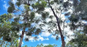 Phalam Homestay - Image 3