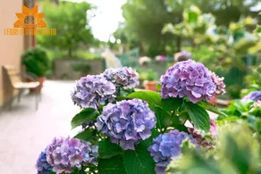I Fiori di Margherita Luxury B&B - Image 5