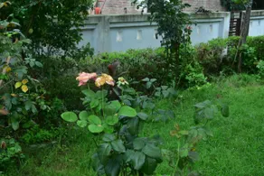 Hotel O Home Neena"s Homestay - Image 3