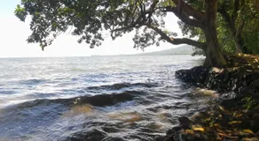 Beach & forest Escape - Image 5