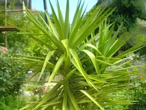 Apartments Grgic - Image 5