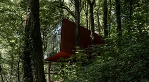Séneçon des bois 08 - Image 4