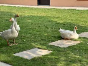 Kusum's Paradise Farm - Image 5