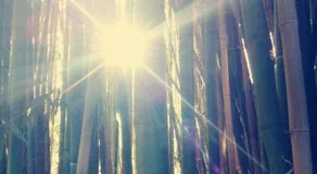 Omnia - Image 3