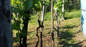 Tuscan Hilltop - Image 4