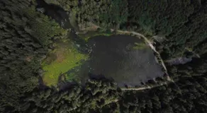 Naturparadies Nähe Grüner See - Image 3
