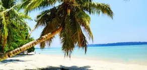 Sangri Las Beach Resort-Havelock Island - Image 4