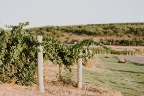 The Vino Camp at Sawtooth Winery - Image 3