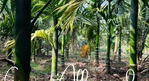 Yashokiran Farmstay - Image 5