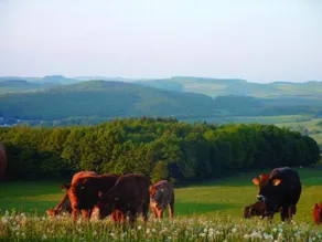 Panorama Gasthof Stemler - Image 5