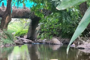 Bamboo Water Nature Stay - Image 4