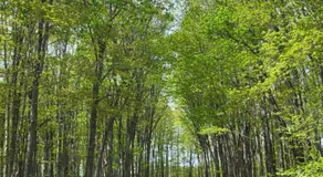 Moosewood Inn - Image 2