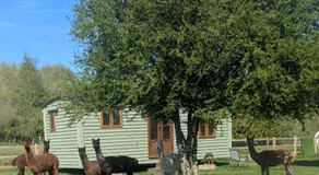 Shepherds hut surrounded by alpacas and ponies - Image 2