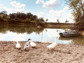 Konak Jezero - Drvene Kućice na Privatnom Jezeru - Image 5