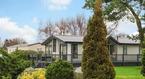 Fir Trees - Image 4