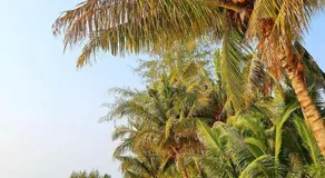 Paradise Bungalows - Image 5