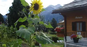 Chalet Petunia - Image 5