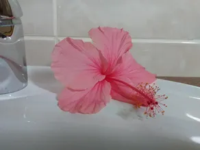 Pension Hibiscus - Image 2