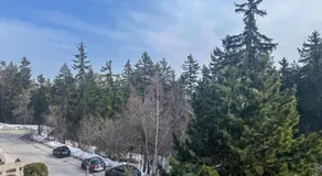 Crans Forest B - Image 5