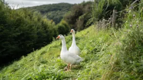 Coqslitscaux - Image 4