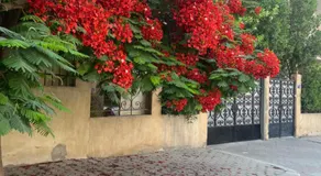 Cairo - Image 5