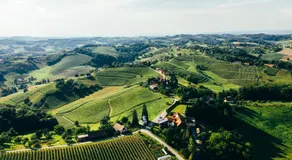 Wine & Tourism Bračko - Image 5
