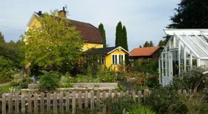 Perenner på bakgården - Image 5