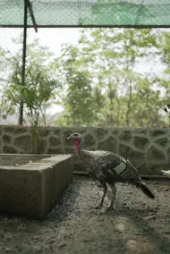 Gaudham Farm Stay Khopoli - Image 4