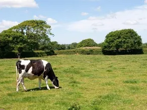 Dinas Farm - Image 3