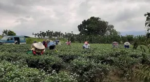 Dong Li Tea Homestay - Image 5