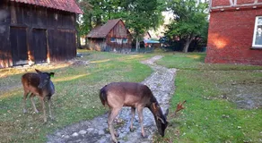 Gemütliche Ferienwohnung mit Waldblick - Image 4