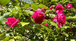 Le Jasmin - Image 5