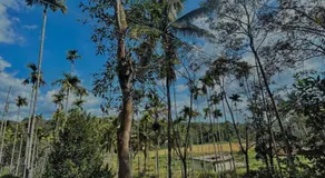 4 Bedroom Jungle Villa - Image 4