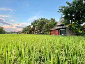 BREATHE - Rice Valley - Image 4