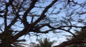 Hasiru Farms Homestay by StayApart - Image 5