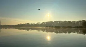 Swan - Image 4